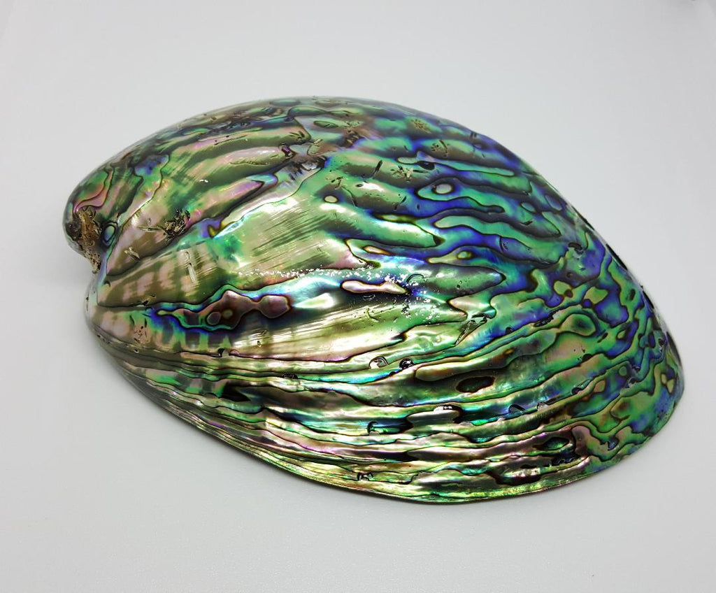 What is Abalone Shell?